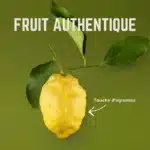 VELOFORTE – Gommes FRESCO Citron