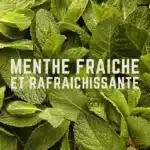 VELOFORTE – Gommes FRESCO Citron